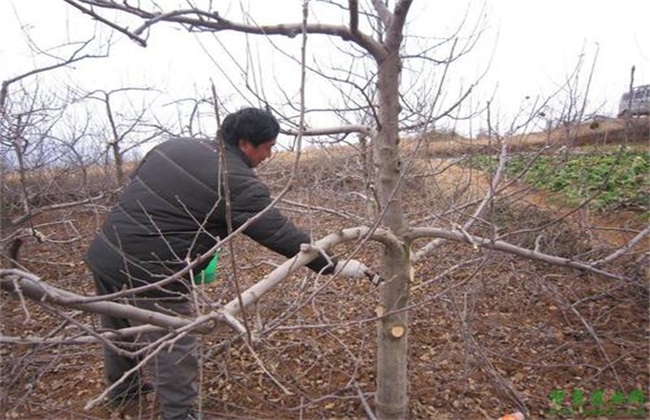 苹果树拉枝 有哪些作用
