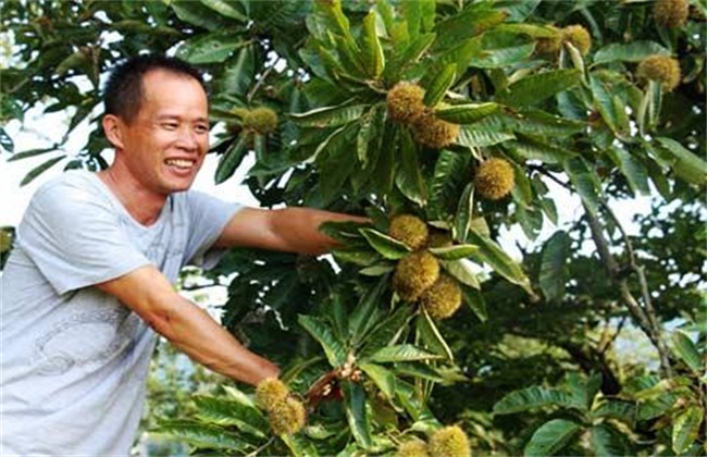 板栗结果部位外移怎么办