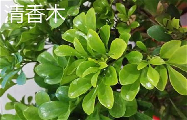 清香木和胡椒木的区别