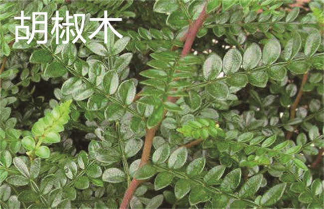 清香木和胡椒木的区别