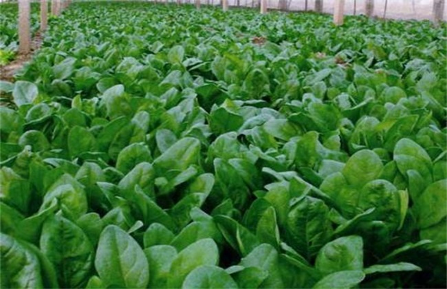菠菜越冬 注意什么