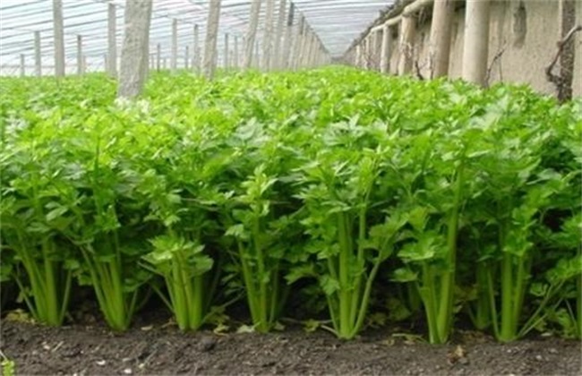 芹菜种植注意事项