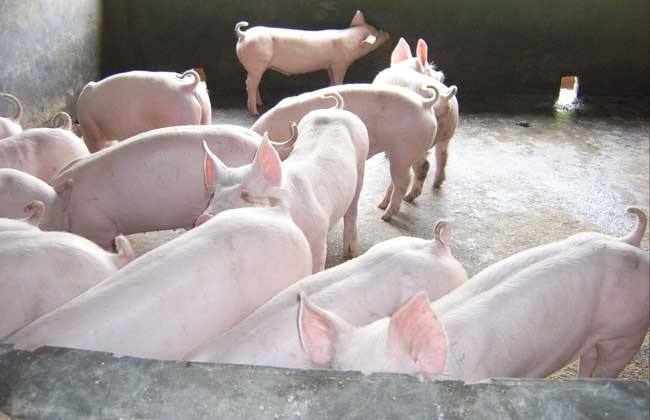 猪肉价格 上涨原因
