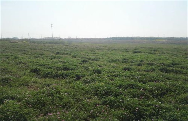 绿肥 常见种植方式