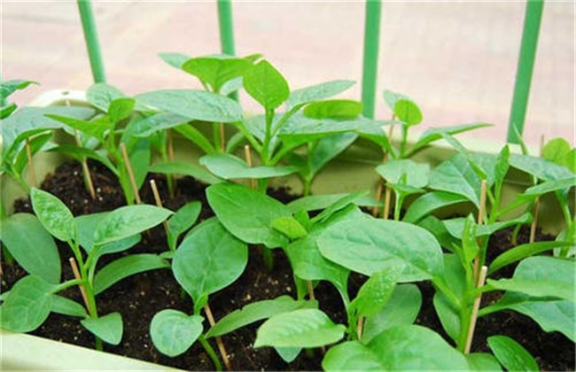 木耳菜种植注意事项