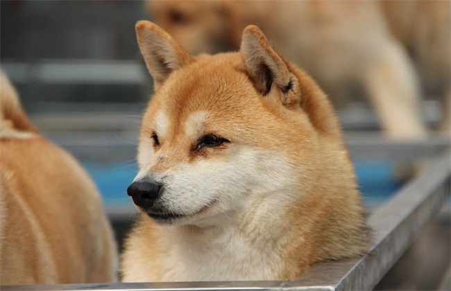 柴犬价格 多少钱一只