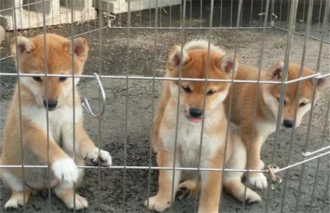 柴犬价格 多少钱一只