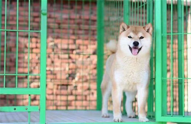 柴犬价格 多少钱一只