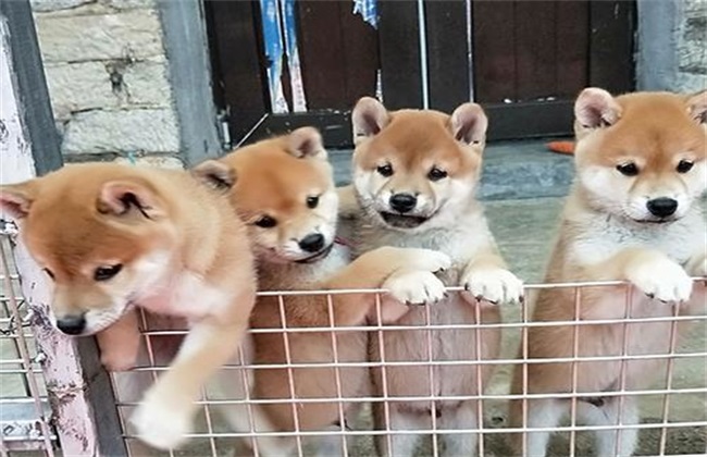 柴犬价格 多少钱一只