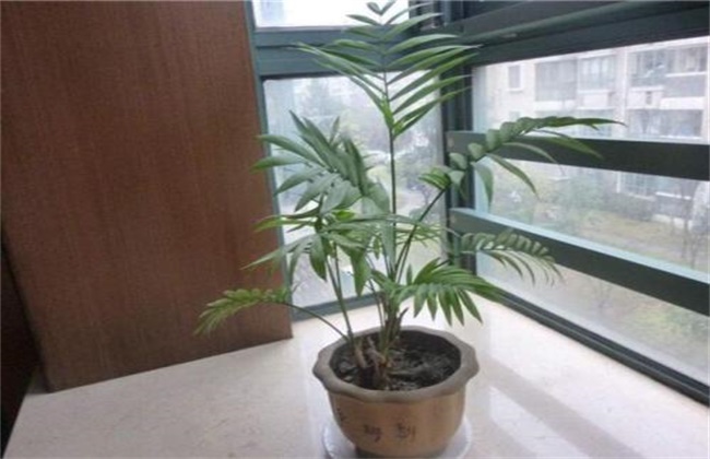 散尾葵冬季怎么养