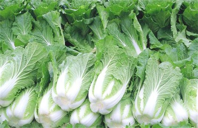 大白菜价格 现低谷 怎么回事