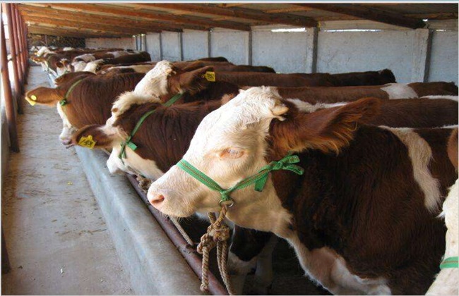 牛肉价格 多少钱一斤