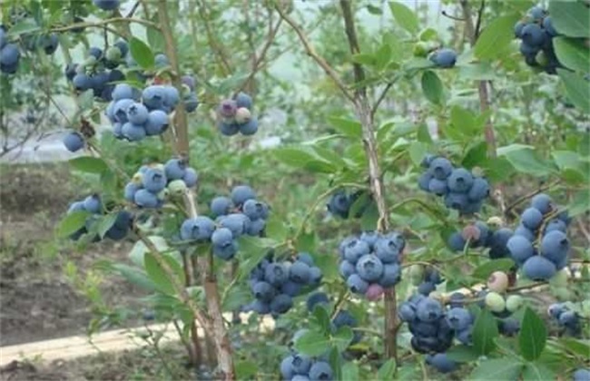 蓝莓肥害 预防措施