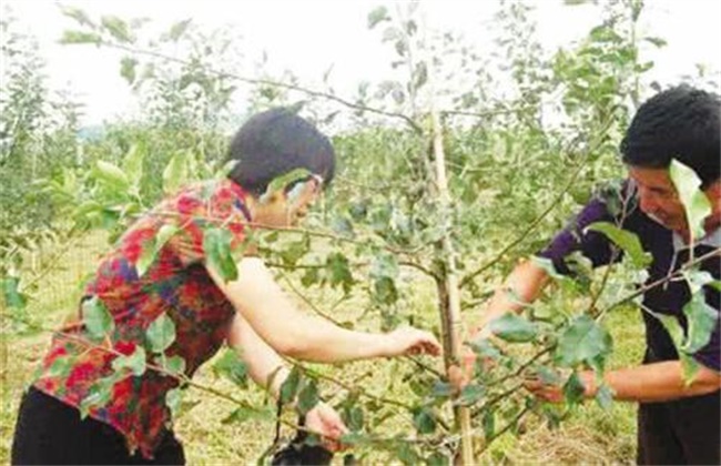 苹果转枝方法和注意事项