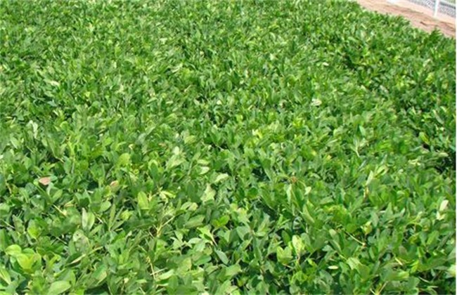花生重茬 影响 解决措施