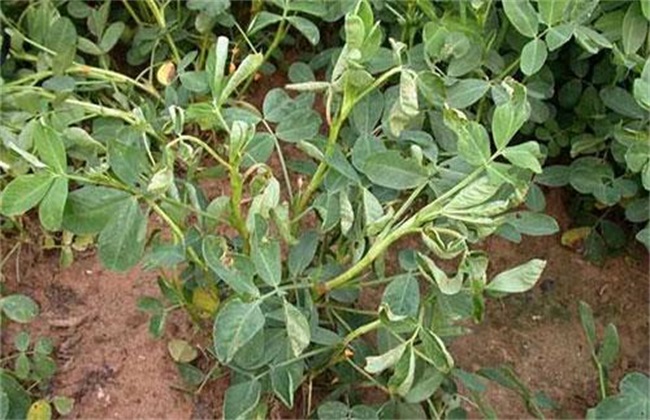花生重茬 影响 解决措施