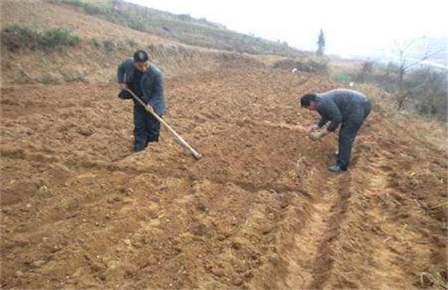 花生重茬 影响 解决措施