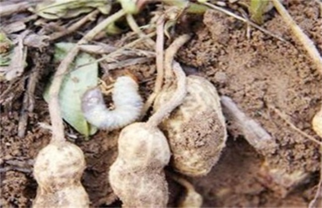 花生重茬 影响 解决措施