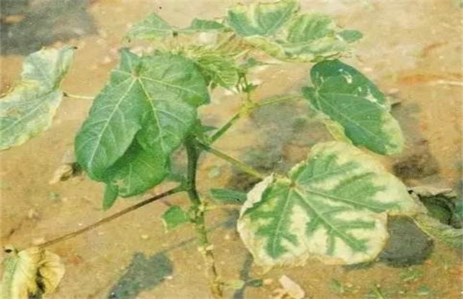 棉花育苗期三害预防措施