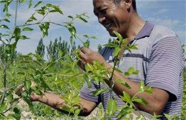 枣树的摘心时间和方法