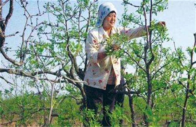 枣树的摘心时间和方法
