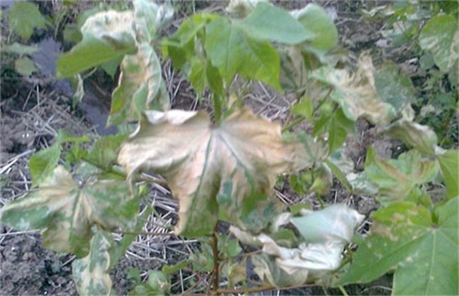 棉花药害的补救方法