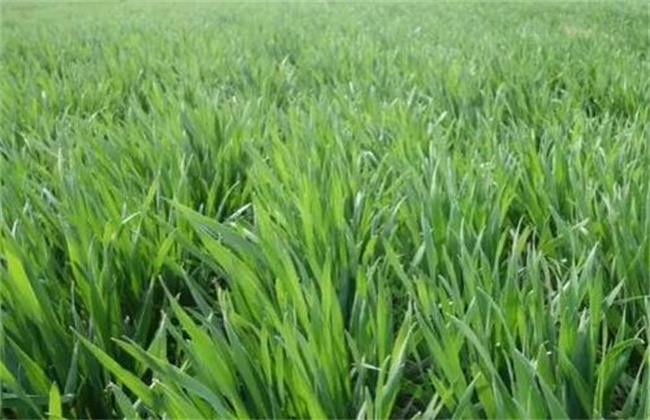 小麦控旺原因及方法