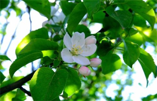 苹果 开花前 管理技术