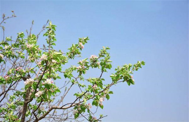 苹果 开花前 管理技术