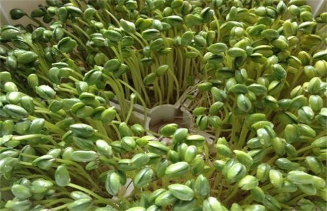 豆芽