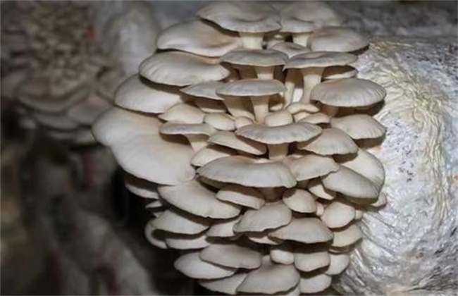 平菇发菌期的管理技术
