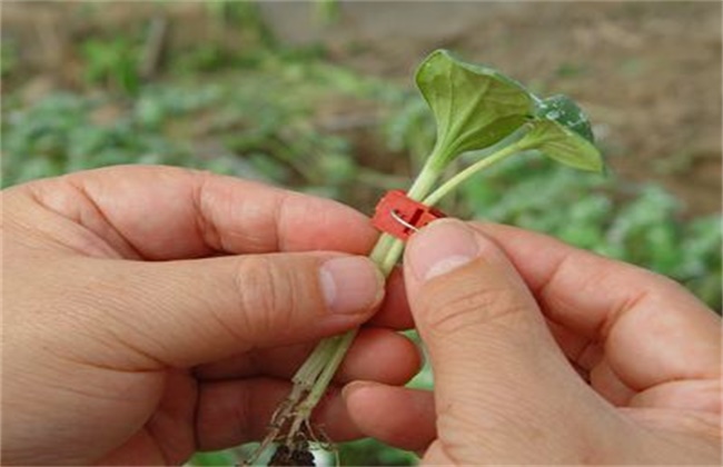 甜瓜嫁接后的管理要点