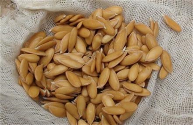 蔬菜种子催芽注意事项
