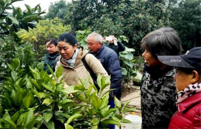 柑橘冬季管理四大要点