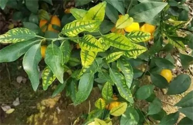 柑桔冬季护叶技巧