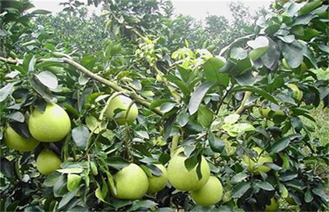 蜜柚烂根原因及应对措施