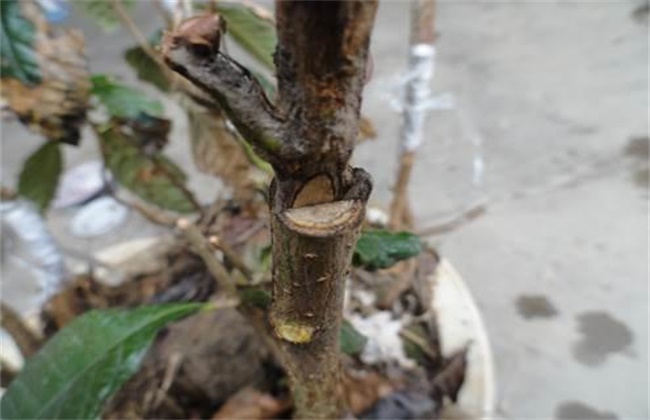 枇杷嫁接后的管理技术