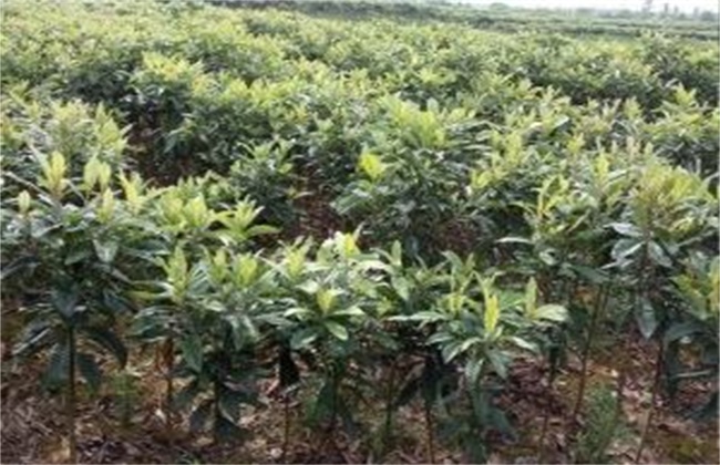 枇杷嫁接后的管理技术