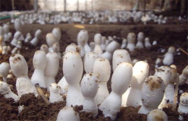 鸡腿菇 出菇后 怎样管理