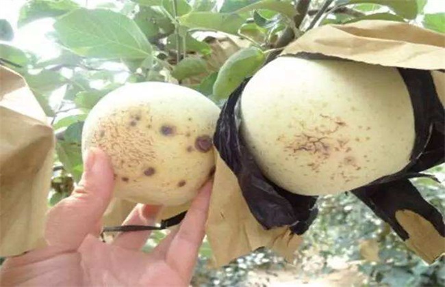 苹果缺钙 原因 防治措施