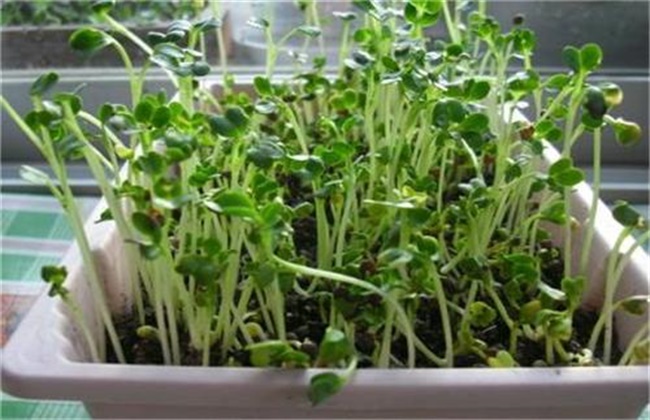 冬季种植萝卜芽不出芽怎么办