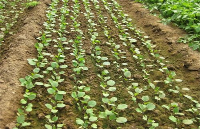 冬季大棚茄子定植后管理技术