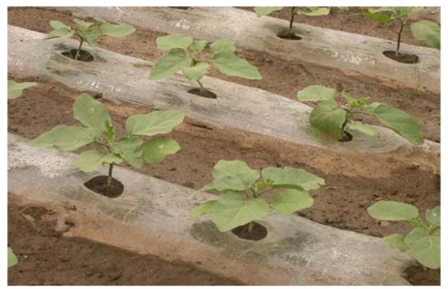冬季大棚茄子定植后管理技术