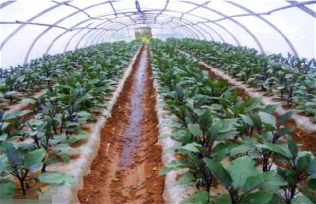 冬季大棚茄子定植后管理技术