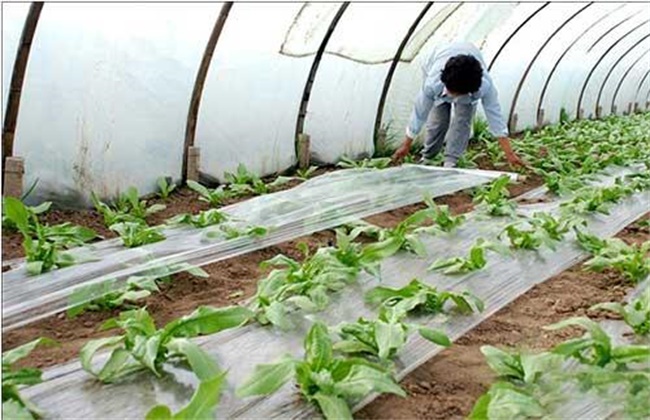 冬季大棚蔬菜施肥注意事项