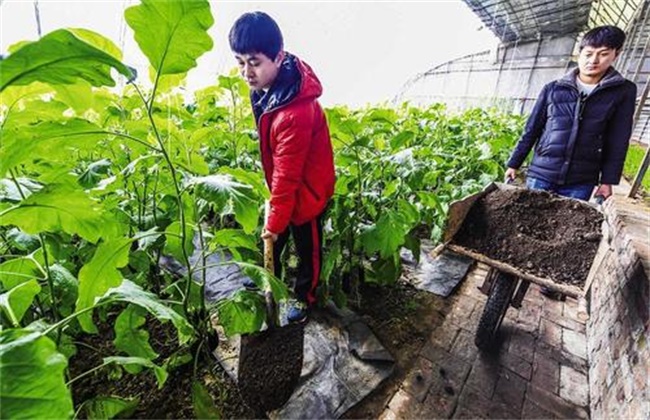 冬季大棚蔬菜施肥注意事项