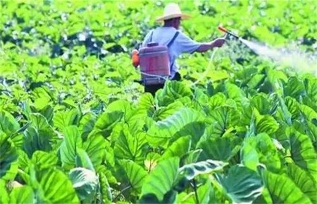蔬菜种植中如何降低农药残留