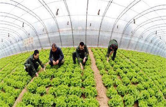 大棚蔬菜气体中毒发生原因及防治措施