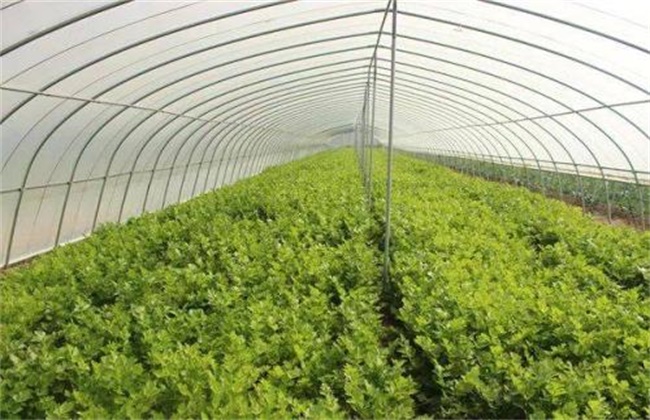 大棚蔬菜气体中毒发生原因及防治措施