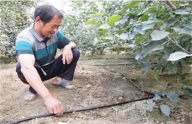 果树冲施肥方法和误区
